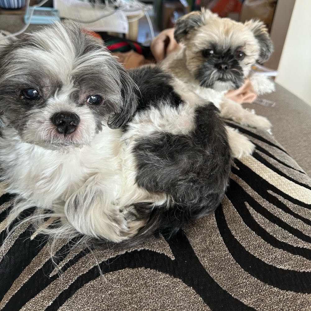 Meet your Posher, Serena